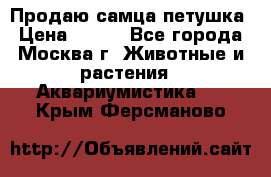 Продаю самца петушка › Цена ­ 700 - Все города, Москва г. Животные и растения » Аквариумистика   . Крым,Ферсманово